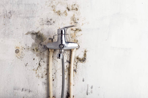 Best Emergency Mold Removal  in New Cassel, NY