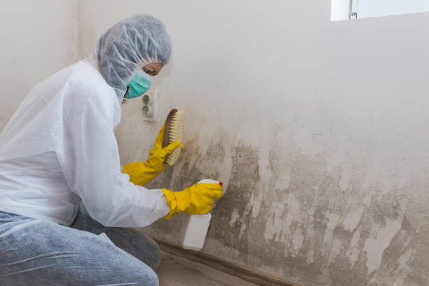 Best Certified Mold Removal  in New Cassel, NY