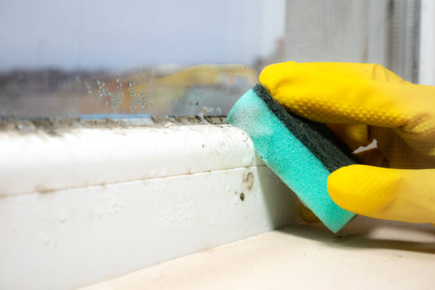 Best Office Mold Removal Services  in New Cassel, NY