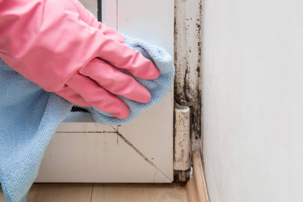 Best Crawl Space Mold Removal  in New Cassel, NY